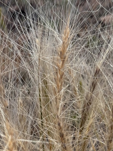 Squirreltail (Elymus elymoides)