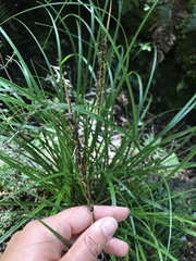 Carex uncinata