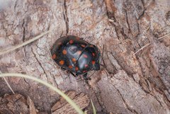 Pachycoris klugii