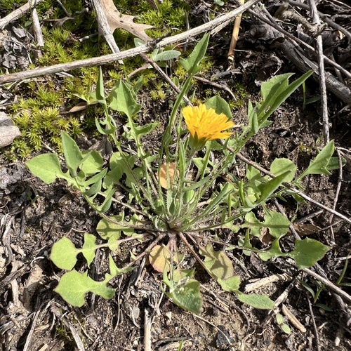 Virginia dwarfdandelion (Krigia virginica)