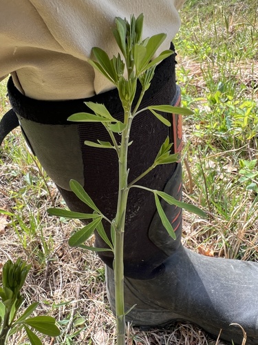 eastern wild indigo (Baptisia tinctoria)