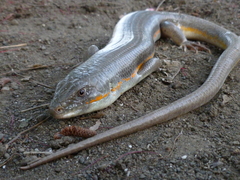 Eumeces schneiderii