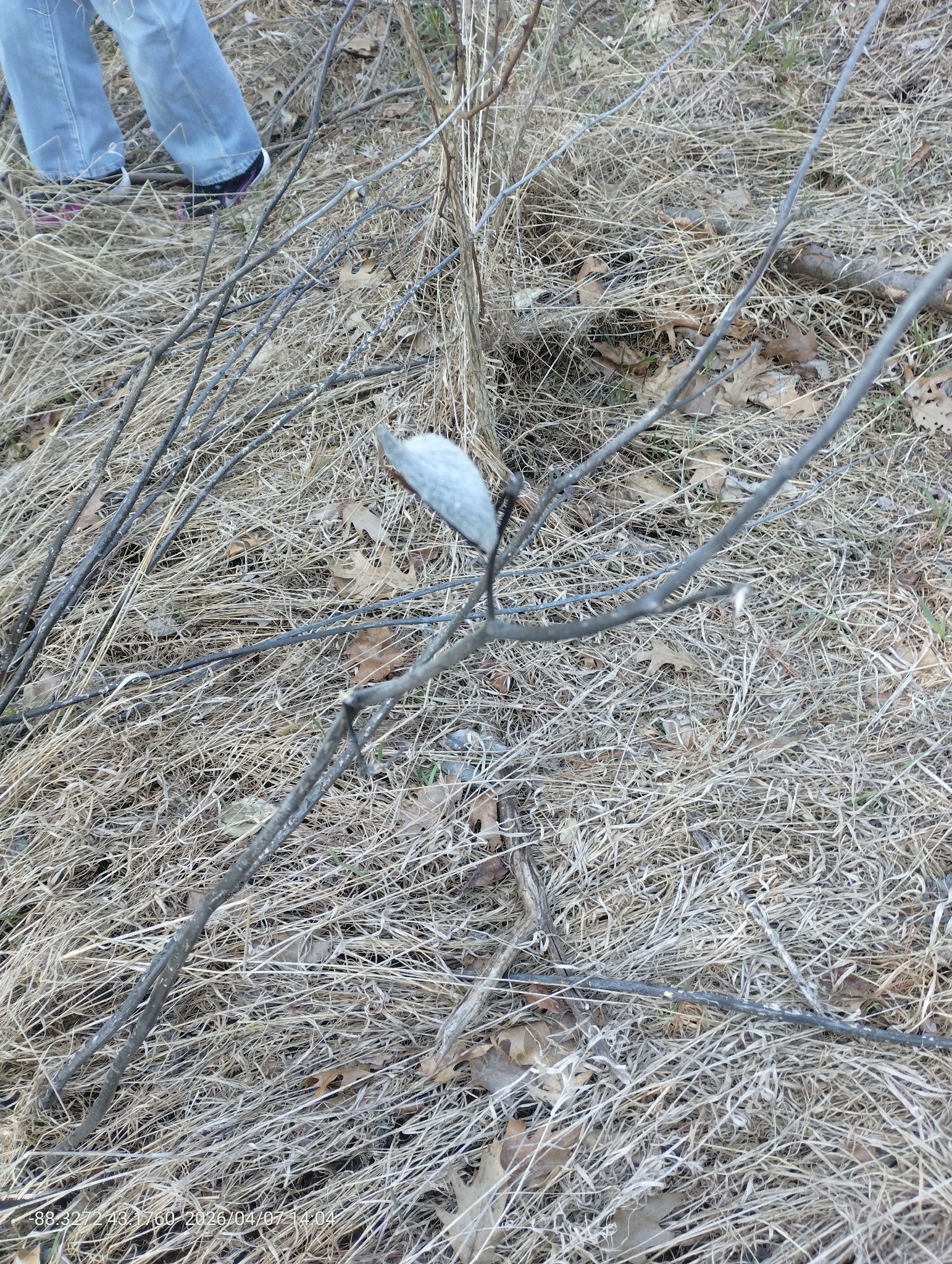 Common Milkweed (Asclepias syriaca)