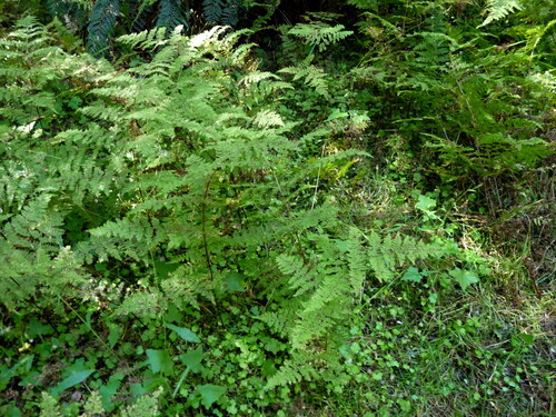 Hypolepis millefolium observed 2026-04-03