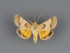 Schinia jaguarina
