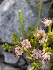 Erica ericoides