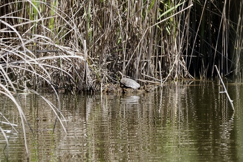 Mauremys leprosa