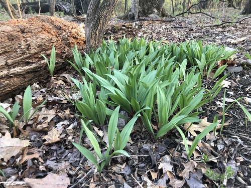 Ramp (Allium tricoccum)