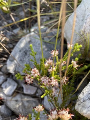 Erica ericoides
