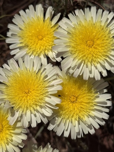 desert dandelion (Malacothrix glabrata)