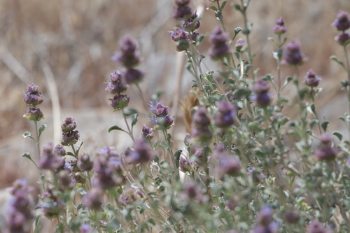 Dorr's Sage (Salvia dorrii)