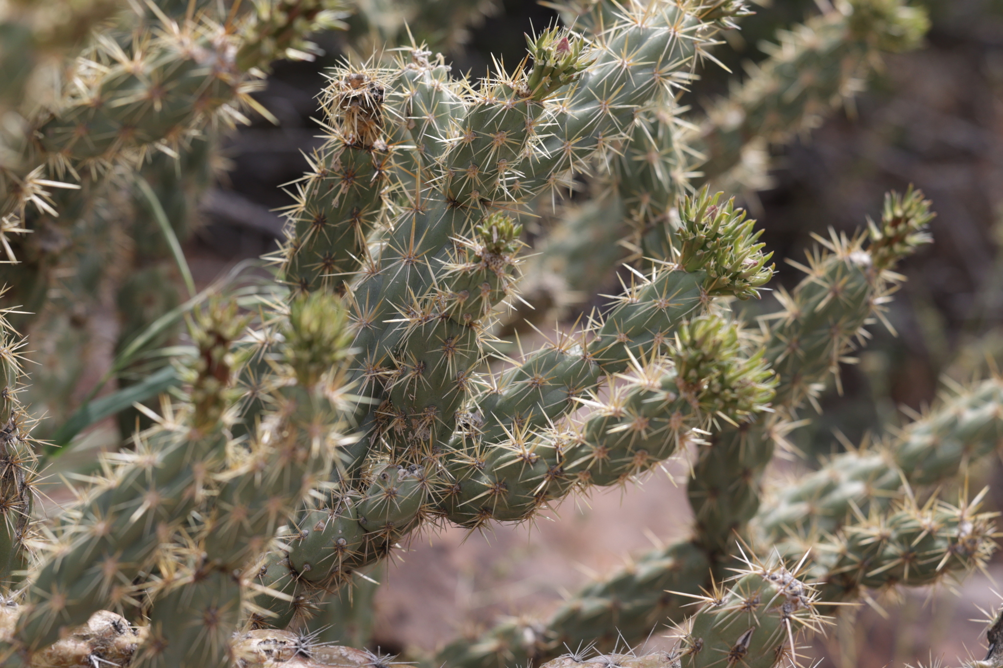 Buckhorn Cholla (Cylindropuntia acanthocarpa)