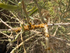 Ceroplastes irregularis