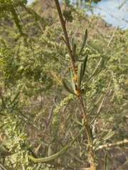 Ceroplastes irregularis
