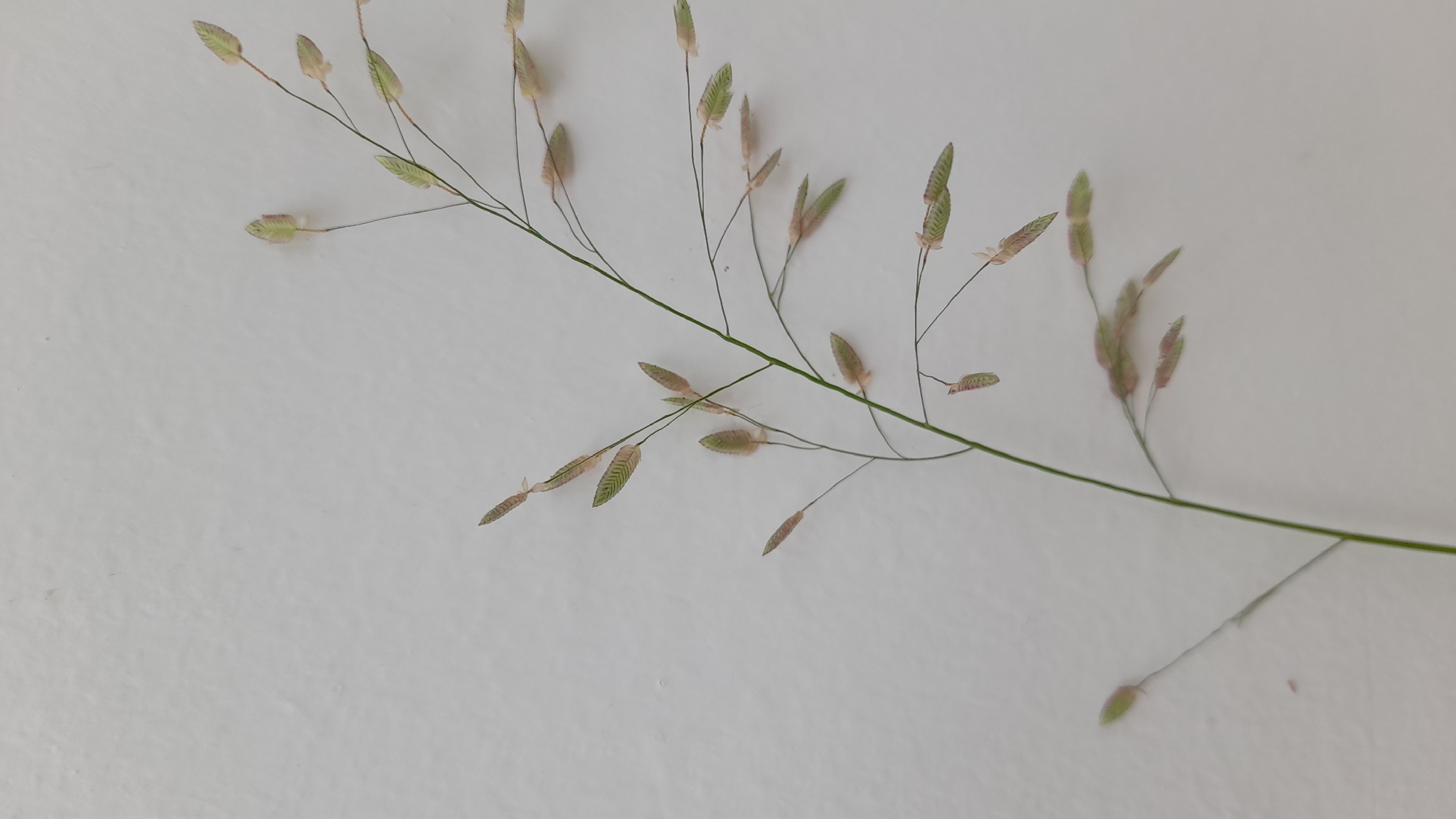 Eragrostis unioloides