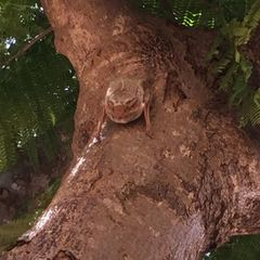 Taphozous mauritianus