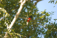 Trogon bairdii