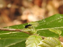 Adela caeruleella