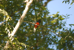 Trogon bairdii