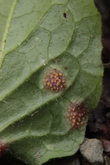 Puccinia lapsanae