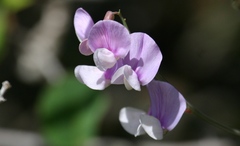 Lathyrus nevadensis