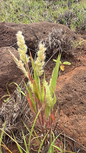 Panicum torridum observed 2026-04-07