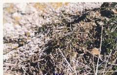 Thymus praecox britannicus