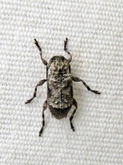 Leptostylus asperatus