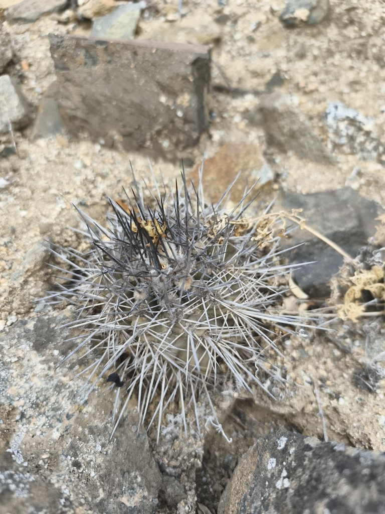 Copiapoa leonensis, Copiapó, CL-AT, CL
