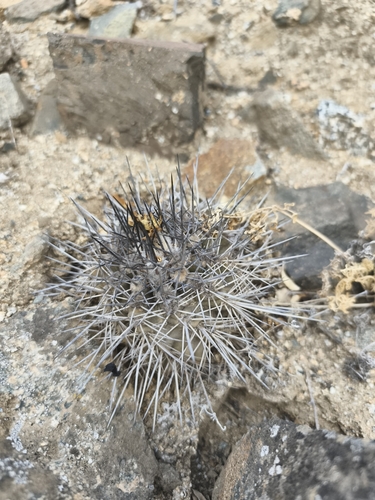 Copiapoa leonensis