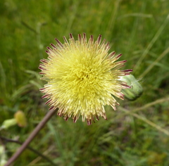 Sonchus wilmsii