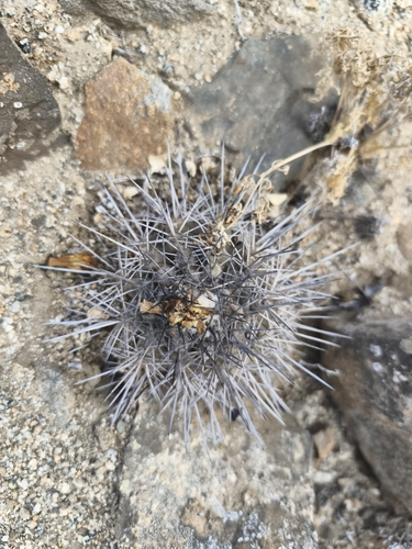 Copiapoa leonensis