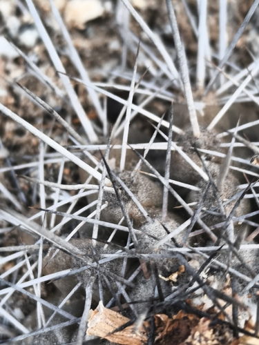 Copiapoa leonensis