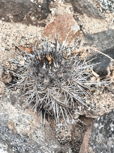 Copiapoa leonensis