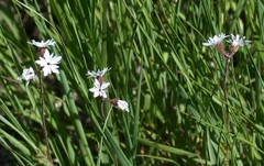 Lithophragma parviflorum