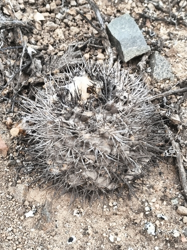 Copiapoa leonensis