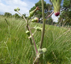 Sonchus wilmsii