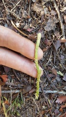 Lycopodium deuterodensum