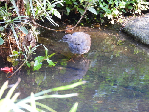 Pale-vented Bush-hen (Amaurornis moluccana), photo 6