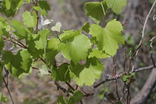 canyon wild grape (Vitis arizonica)
