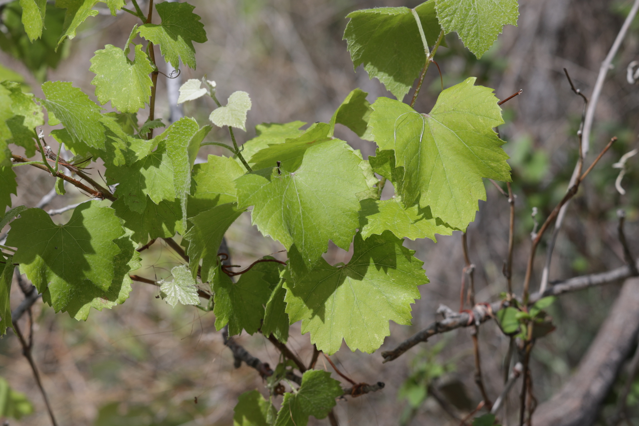 Canyon Wild Grape (Vitis arizonica)