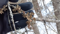 Tuckermanopsis americana