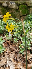 Narcissus jonquilla