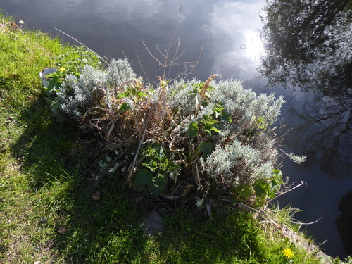 Lavender-cotton (Santolina chamaecyparissus)