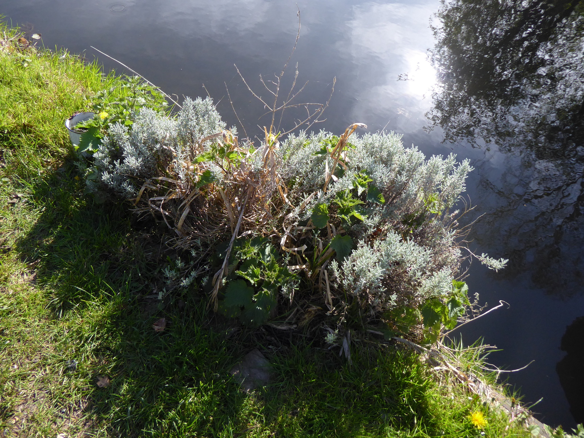 Lavender-Cotton (Santolina chamaecyparissus)