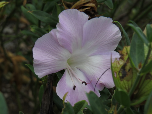 Wild Bush Petunia (Barleria greenii)