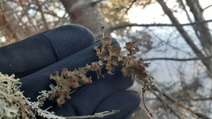 Tuckermanopsis americana