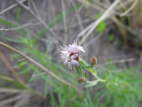 Stevia satureiifolia
