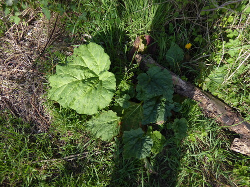 Rhubarb (Rheum ×)