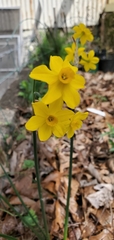 Narcissus jonquilla